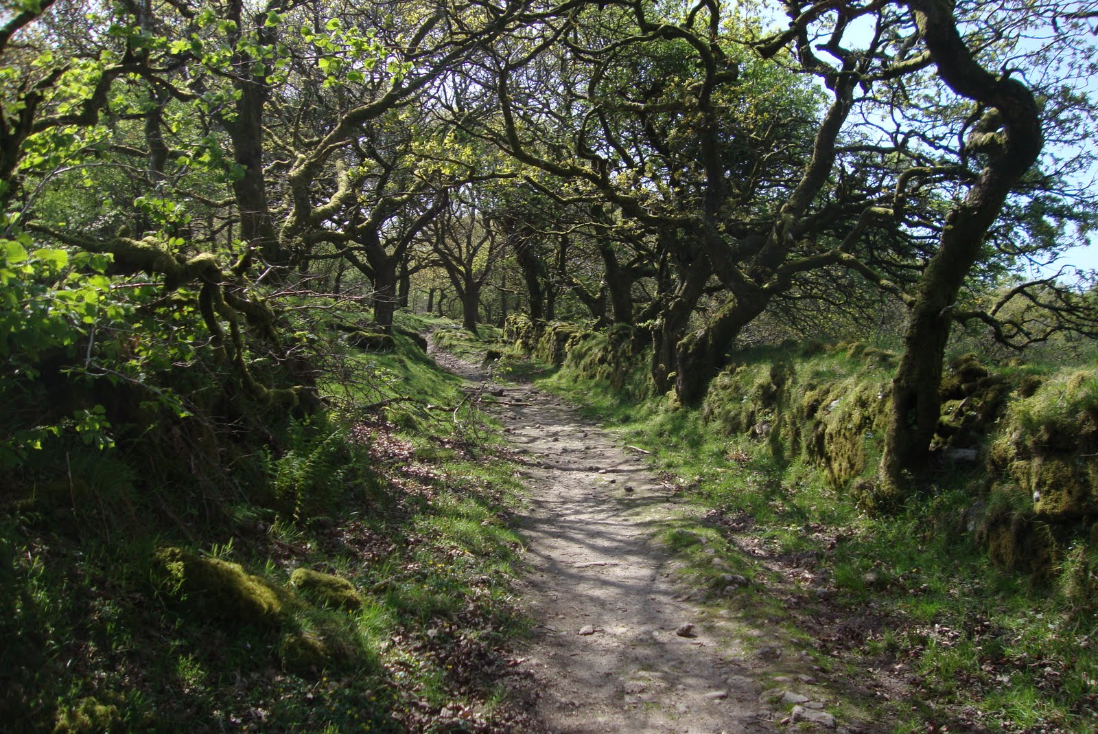 Dartmoor in Spring 2